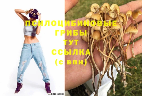 шишки Абинск